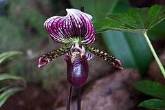 20120301 7337RAw [D~LIP] Orchidee, Bad Salzuflen