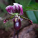 20120301 7337RAw [D~LIP] Orchidee, Bad Salzuflen