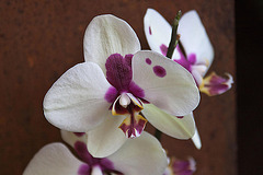 20120301 7336RAw [D~LIP] Orchidee, Bad Salzuflen