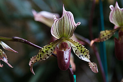 20120301 7335RAw [D~LIP] Orchidee, Bad Salzuflen