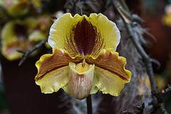 20120301 7334RAw [D~LIP] Orchidee, Bad Salzuflen