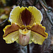 20120301 7334RAw [D~LIP] Orchidee, Bad Salzuflen