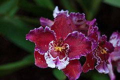 20120301 7333RAw [D~LIP] Orchidee, Bad Salzuflen