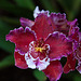 20120301 7333RAw [D~LIP] Orchidee, Bad Salzuflen