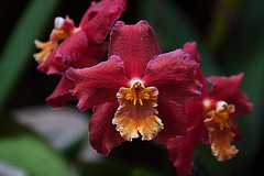 20120301 7332RAw [D~LIP] Orchidee, Bad Salzuflen