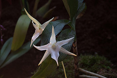 20120301 7331RAw [D~LIP] Orchidee, Bad Salzuflen