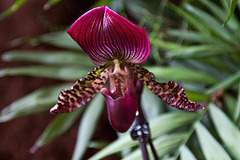 20120301 7330RAw [D~LIP] Orchidee, Bad Salzuflen