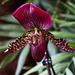 20120301 7330RAw [D~LIP] Orchidee, Bad Salzuflen