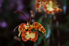 20120301 7329RAw [D~LIP] Orchidee, Bad Salzuflen