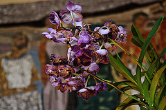 20120301 7328RAw [D~LIP] Orchidee, Bad Salzuflen