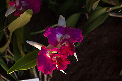 20120301 7327RAw [D~LIP] Orchidee, Bad Salzuflen