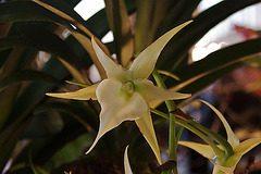 20120301 7326RAw [D~LIP] Orchidee, Bad Salzuflen
