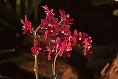 20120301 7325RAw [D~LIP] Orchidee, Bad Salzuflen