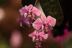 20120301 7324RAw [D~LIP] Orchidee, Bad Salzuflen