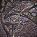20120309 7592RDw Baum, Storchennest