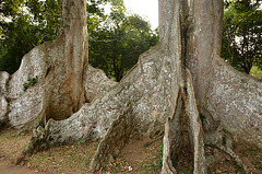 Buttress rooted trees. Sri Lanka