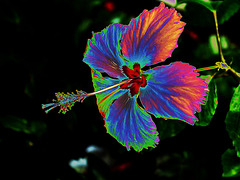 hibiscus arc en ciel