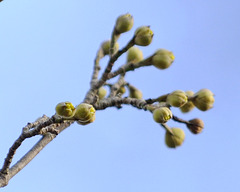 Der Frühling kommt! Kornelkirsche - Beginn der Blüte am 25. Februar