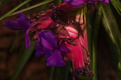 20120301 7322RAw [D~LIP] Orchidee, Bad Salzuflen