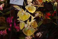 20120301 7321RAw [D~LIP] Orchidee, Bad Salzuflen