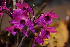 20120301 7320RAw [D~LIP] Orchidee, Bad Salzuflen