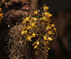 20120301 7319RAw [D~LIP] Orchidee, Bad Salzuflen
