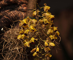 20120301 7318RAw [D~LIP] Orchidee, Bad Salzuflen