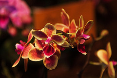 20120301 7317RAw [D~LIP] Orchidee, Bad Salzuflen