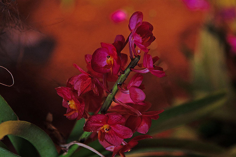 20120301 7315RAw [D~LIP] Orchidee, Bad Salzuflen