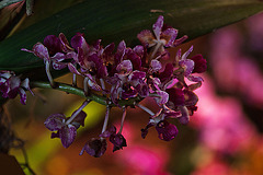 20120301 7314RAw [D~LIP] Orchidee, Bad Salzuflen