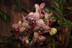20120301 7313RAw [D~LIP] Orchidee, Bad Salzuflen