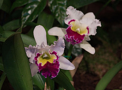 20120301 7312RAw [D~LIP] Orchidee, Bad Salzuflen