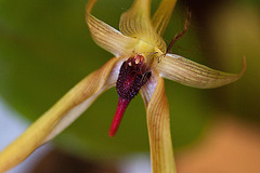 20120301 7310RAw [D~LIP] Orchidee, Bad Salzuflen