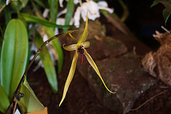 20120301 7309RAw [D~LIP] Orchidee, Bad Salzuflen