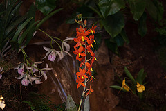20120301 7308RAw [D~LIP] Orchidee, Bad Salzuflen