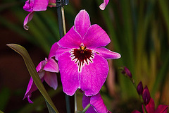 20120301 7306RAw [D~LIP] Orchidee, Bad Salzuflen