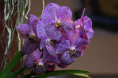 20120301 7303RAw [D~LIP] Orchidee, Bad Salzuflen