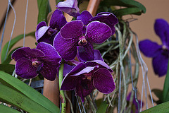 20120301 7299RAw [D~LIP] Orchidee, Bad Salzuflen