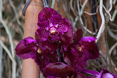 20120301 7298RAw [D~LIP] Orchidee, Bad Salzuflen