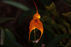 20120301 7297RAw [D~LIP] Orchidee, Bad Salzuflen