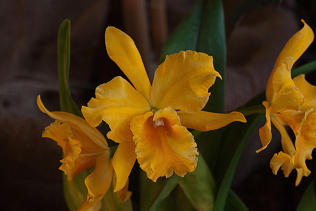 20120301 7295RAw [D~LIP] Orchidee, Bad Salzuflen