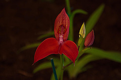 20120301 7294RAw [D~LIP] Orchidee, Bad Salzuflen