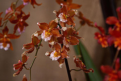 20120301 7291RAw [D~LIP] Orchidee, Bad Salzuflen