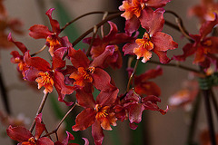 20120301 7289RAw [D~LIP] Orchidee, Bad Salzuflen