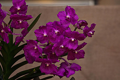 20120301 7285RAw [D~LIP] Orchidee, Bad Salzuflen
