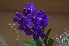 20120301 7284RAw [D~LIP] Orchidee, Bad Salzuflen