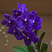 20120301 7284RAw [D~LIP] Orchidee, Bad Salzuflen