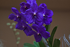 20120301 7283RAw [D~LIP] Orchidee, Bad Salzuflen
