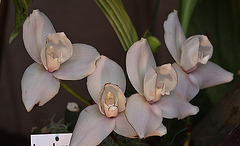 20120301 7282RAw [D~LIP] Orchidee, Bad Salzuflen