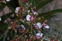 20120301 7281RAw [D~LIP] Orchidee, Bad Salzuflen